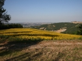 Zonnebloemveld