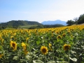 zonnebloemveld