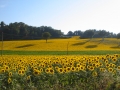 Zonnebloemveld bij Montesecco